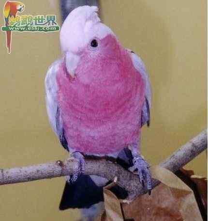 鹦鹉繁殖——幼鸟的笼子