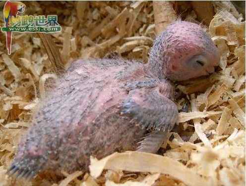 鹦鹉繁殖——繁殖、手养幼鸟