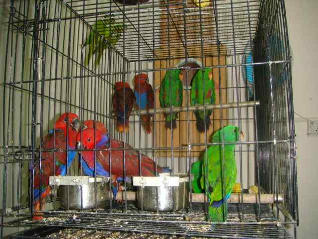 鹦鹉饲养——选择适合的鸟种