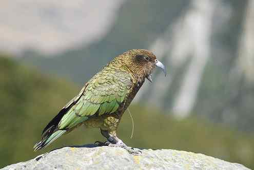 鹦鹉大全——啄羊鹦鹉