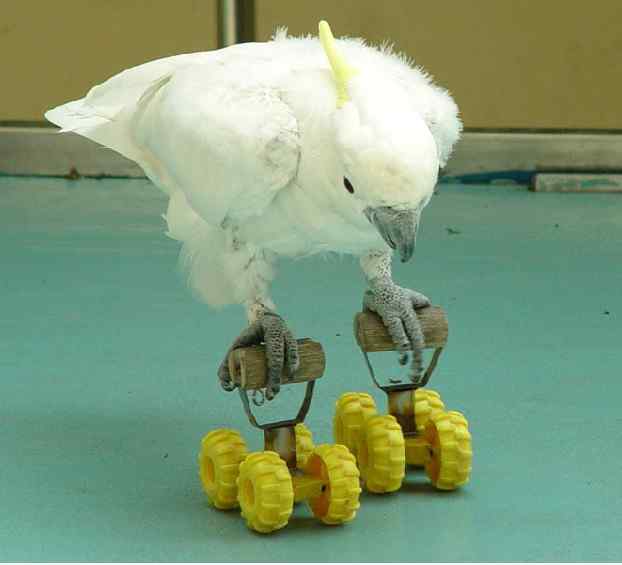 鹦鹉繁殖——孵化器的优点