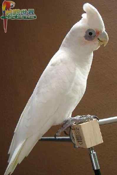 鹦鹉繁殖——为什么要上脚环