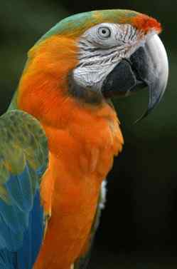 鹦鹉大全——斑色金刚鹦鹉