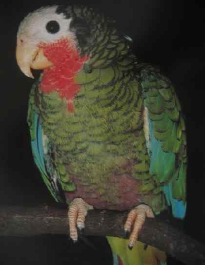 鹦鹉大全——开曼巴克岛亚马逊鹦鹉
