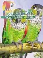 鹦鹉大全——黑帽锥尾鹦鹉