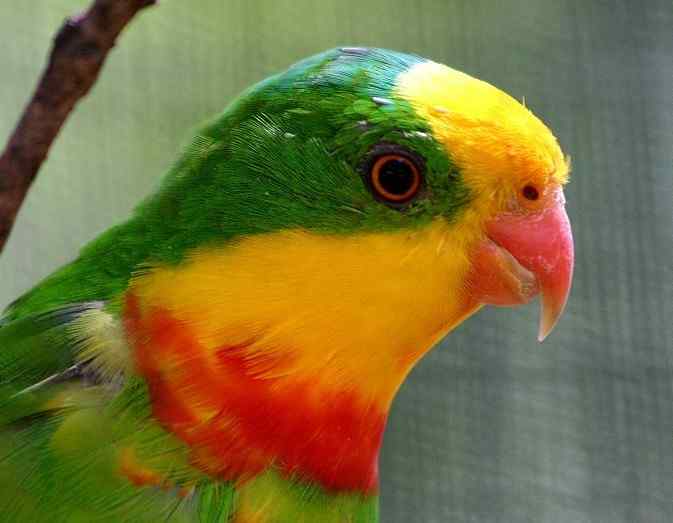 鹦鹉大全——超级鹦鹉