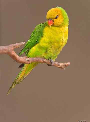 鹦鹉大全——完美吸蜜鹦鹉  Perfect Lorikeet