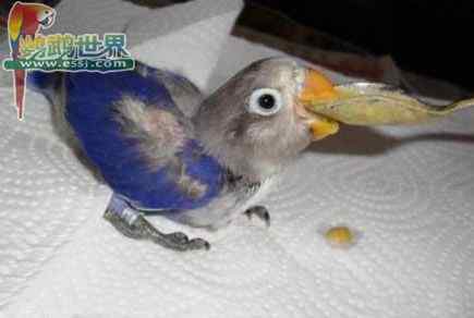 鹦鹉繁殖——自动孵化器