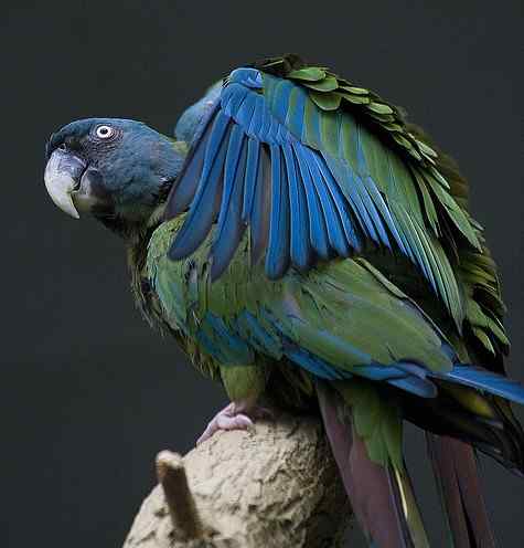 鹦鹉大全——蓝头金刚鹦鹉 Blue-headed Macaw