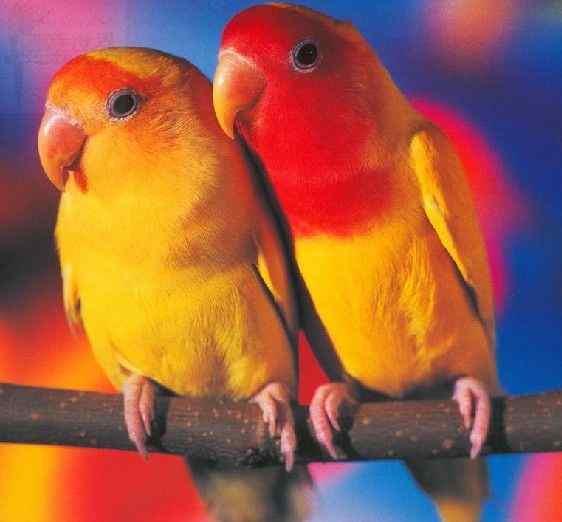 鹦鹉疾病——痛风