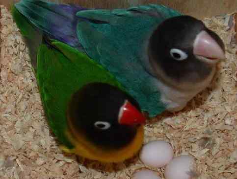 鹦鹉繁殖——温度计