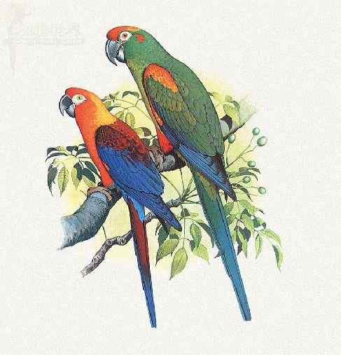 鹦鹉疾病——无传染性疾病——瘫痪综合症(Paralysis syndrome)