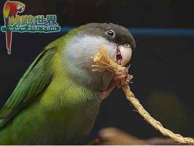 鹦鹉繁殖——检查孵化中的蛋