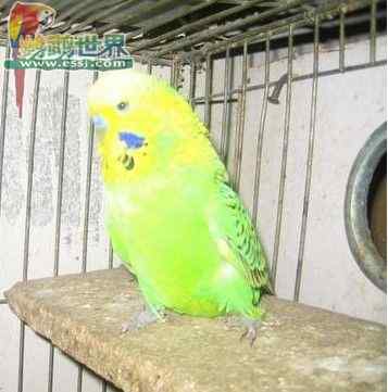 鹦鹉饲养——幼鸟断奶笼