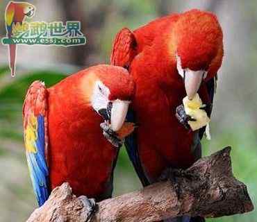 鹦鹉饲养——鸟巢中的粪便