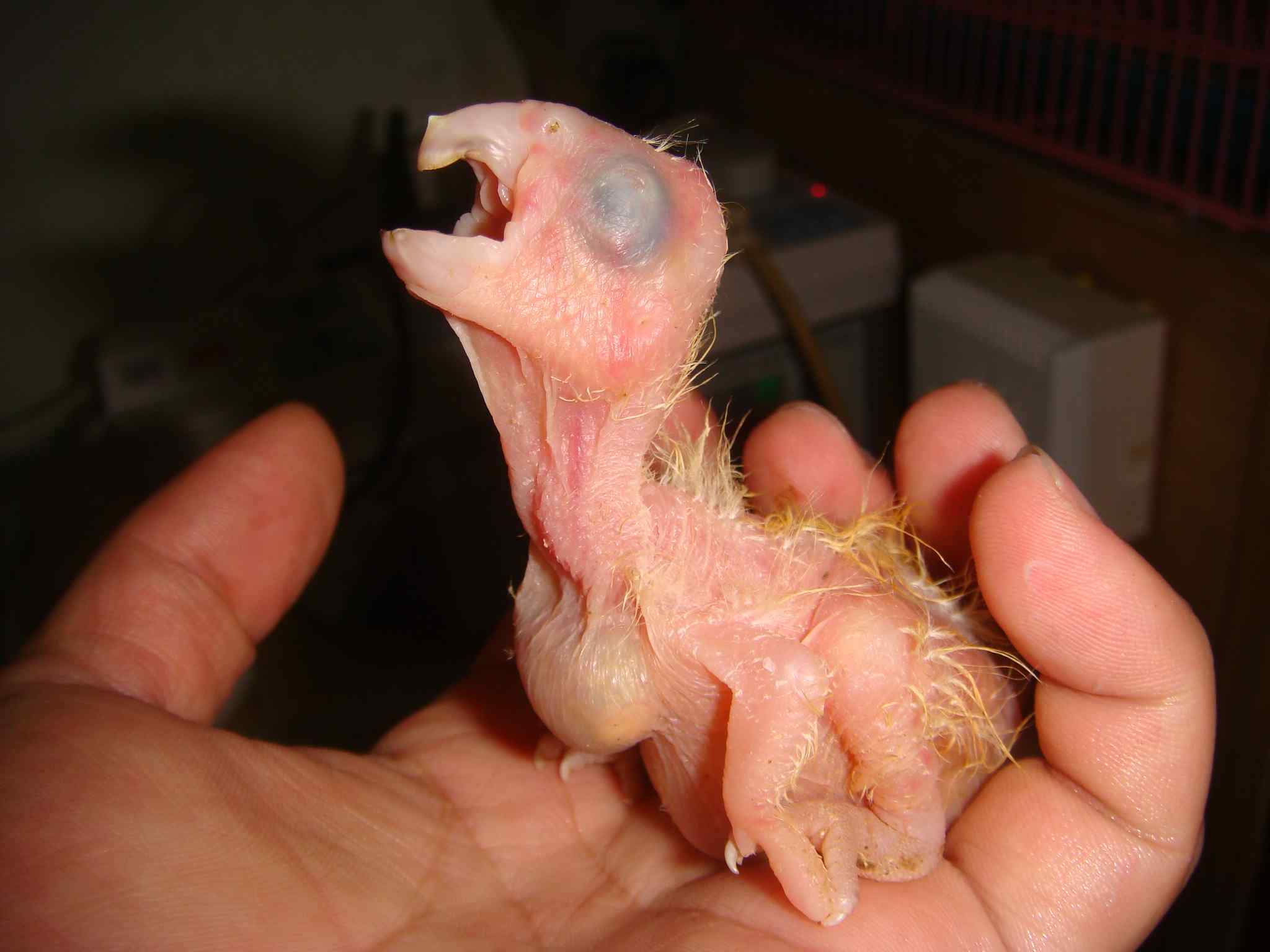 鹦鹉饲养——购鸟心得