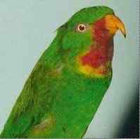 鹦鹉大全——红喉吸蜜鹦鹉