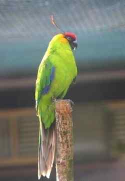 鹦鹉大全——独角鹦鹉