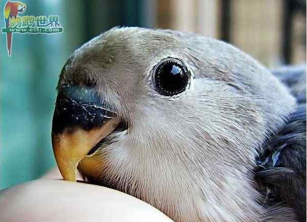 鹦鹉繁殖——带风扇的孵化器