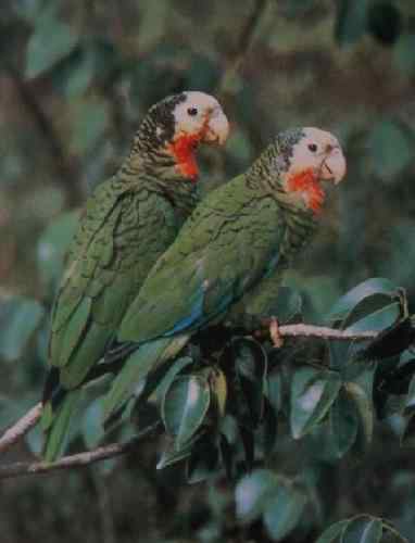 鹦鹉大全——开曼岛亚马逊鹦鹉