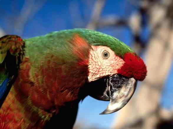 关于鹦鹉专用奶粉