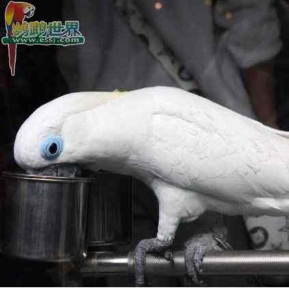 鹦鹉繁殖——卫生设备