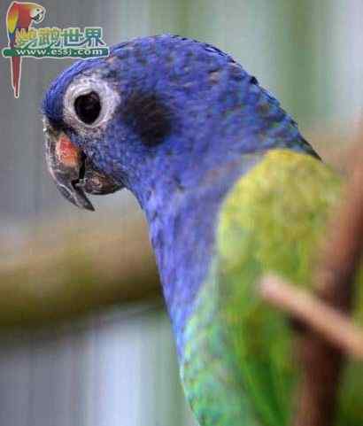 鹦鹉繁殖——孵出的雏鸟