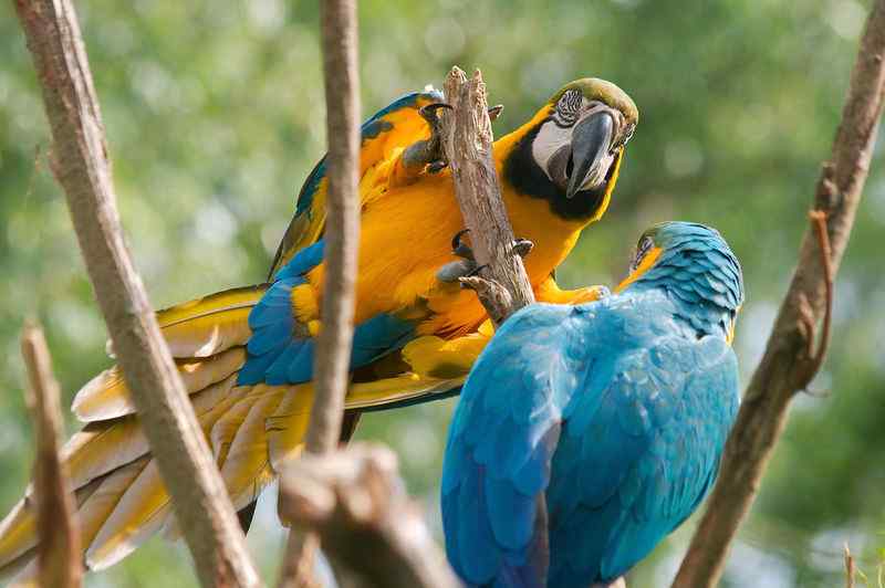 鹦鹉繁殖——基因突变
