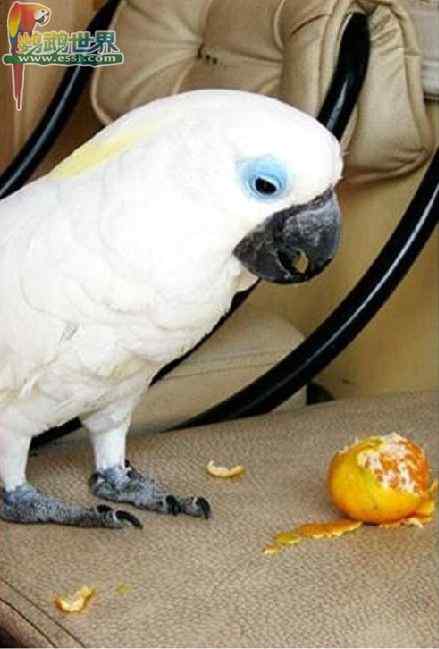 鹦鹉繁殖——筑巢的材料