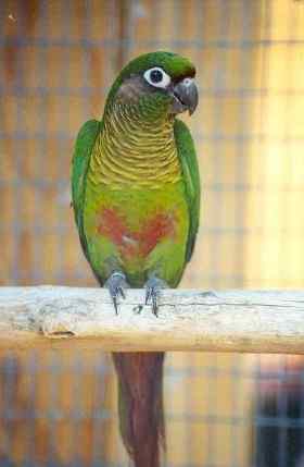 鹦鹉大全——赤褐腹锥尾鹦鹉