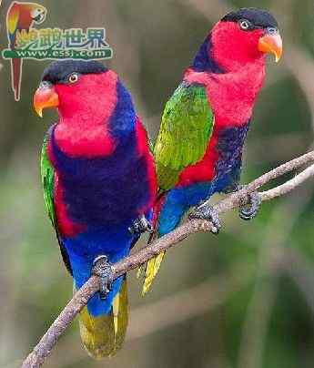 鹦鹉的交配和授精