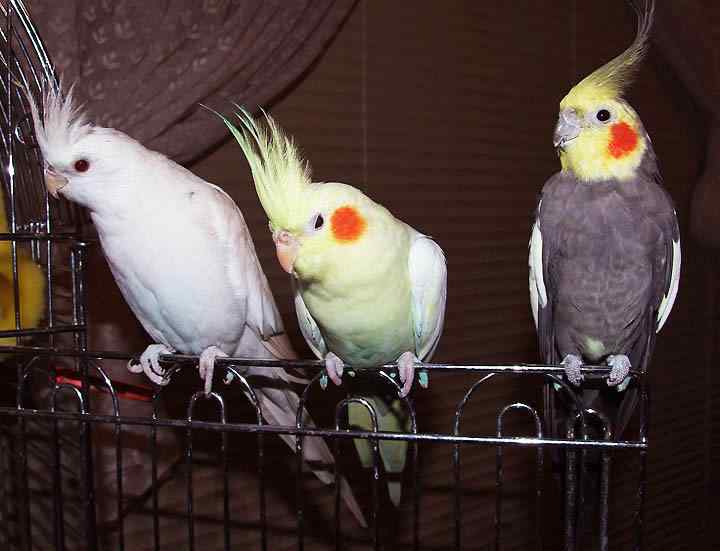 鹦鹉繁殖——检查玄凤的蛋是否受精2