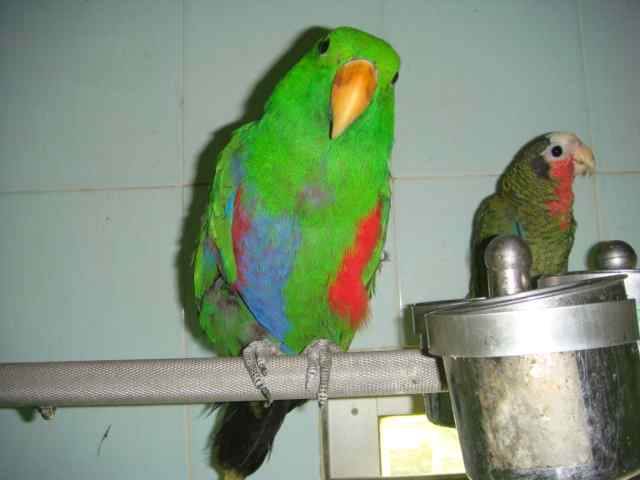 鹦鹉保育——维生素——吃的胜利法宝3