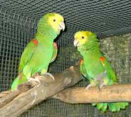 鹦鹉大全——墨西哥黄头亚马逊