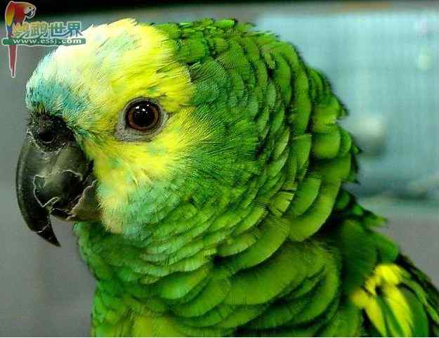 鹦鹉疾病——传染病——窄趾症