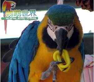 鹦鹉保育——夏季养鸟注意事项