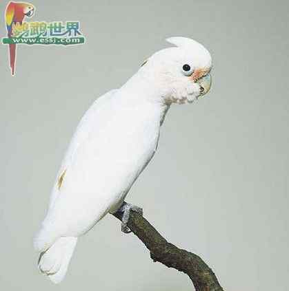 鹦鹉保育——剩余原料制作的面包