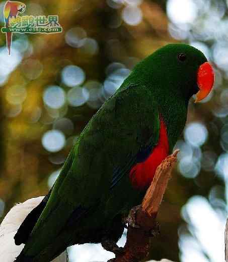 鹦鹉繁殖——相对湿度表