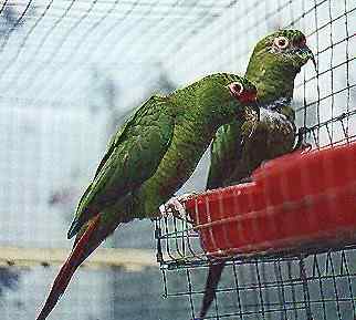 鹦鹉大全——尖嘴锥尾鹦鹉