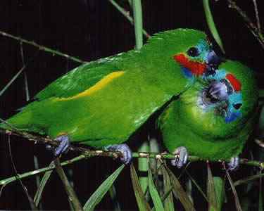 鹦鹉大全——阿鲁双眼无花果鹦鹉