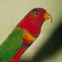 鹦鹉大全——女公爵吸蜜鹦鹉