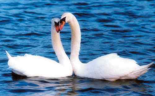 中国鸟事——十种候选国鸟