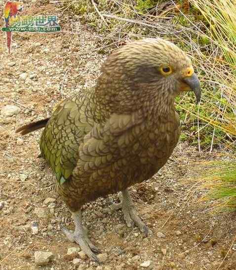 鹦鹉繁殖——不同的孵化时间