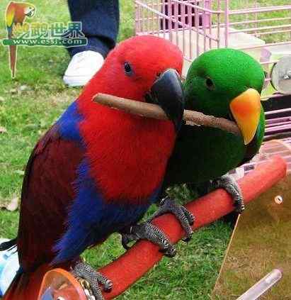 鹦鹉保育——鸡肉丸（蛋白质、高能量）