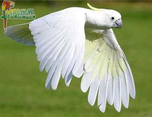 鹦鹉需要的不仅仅是种子