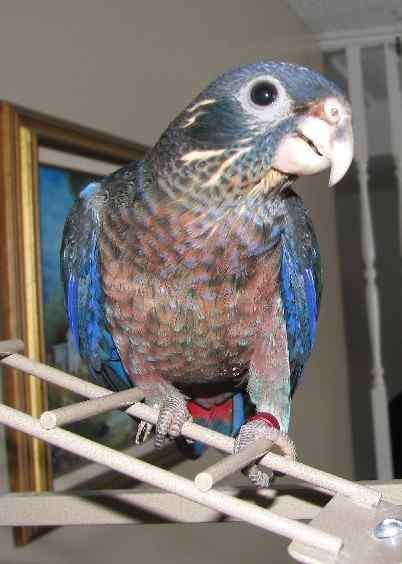 鹦鹉大全——暗色鹦鹉