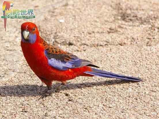 鹦鹉保育——雏鸟健康成长的若干条件——育雏室的温度