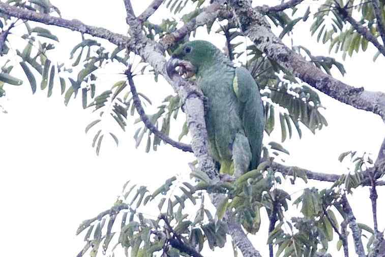 鹦鹉大全——卡威氏亚马逊