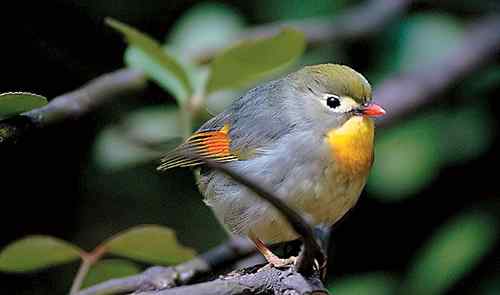 中国鸟事——十种候选国鸟