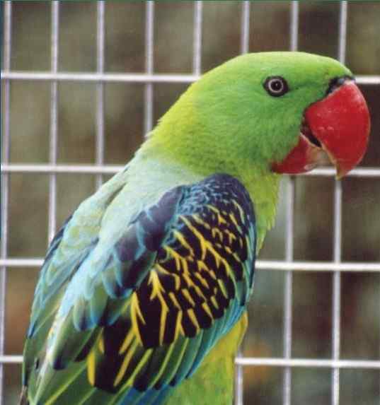 鹦鹉大全——巨嘴鹦鹉